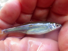 Notropis rubellus