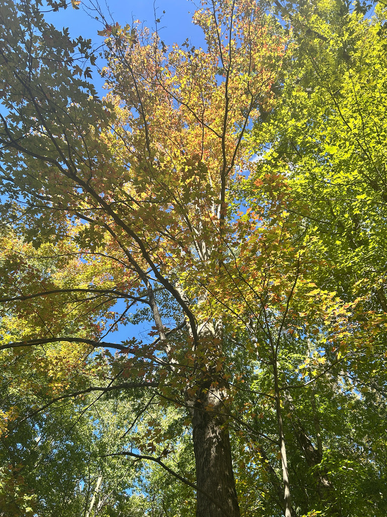 Looking up into a silver maple whose upper leaves are orange and yellow while the lower ones stay green.