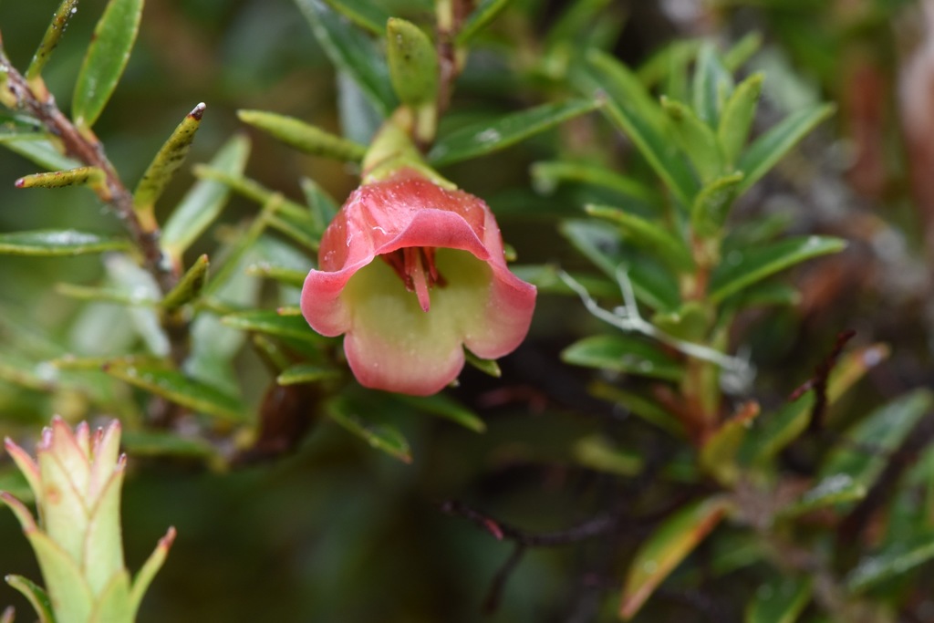 Disterigma codonanthum
