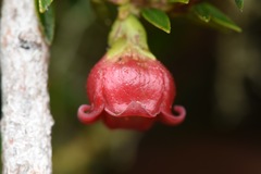 Disterigma codonanthum