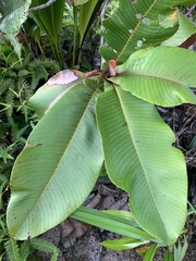 Dillenia ferruginea