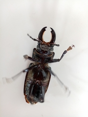 Mallodon chevrolatii