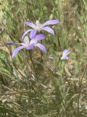 Brodiaea nana