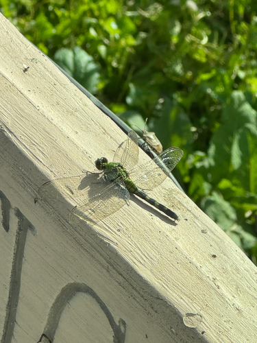 Eastern Pondhawk