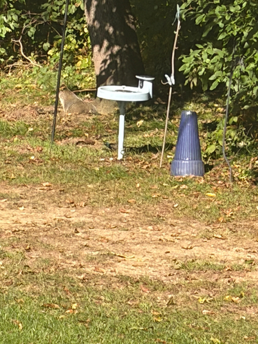 Groundhog