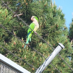 Myiopsitta monachus