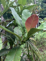 Dillenia ferruginea