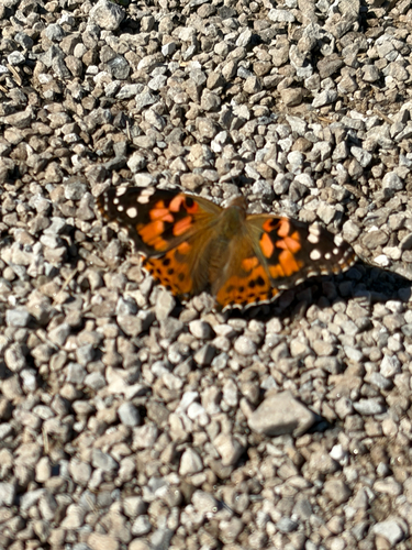Painted Lady