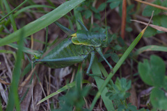 Polysarcus denticauda