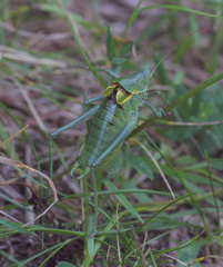 Polysarcus denticauda