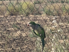Myiopsitta monachus