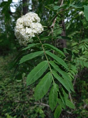 Sorbus aucuparia