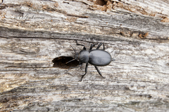 Blaps lusitanica