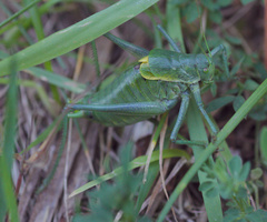 Polysarcus denticauda