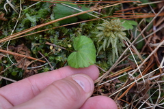 Rubus dalibarda