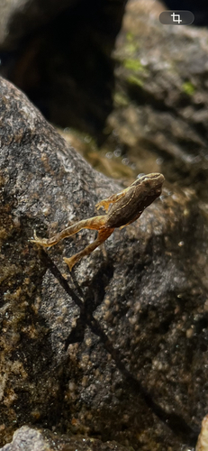 European Common Frog