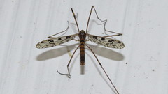 Limonia cinctipes