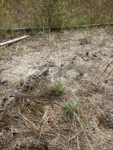 Koeleria glauca observed 2026-10-04