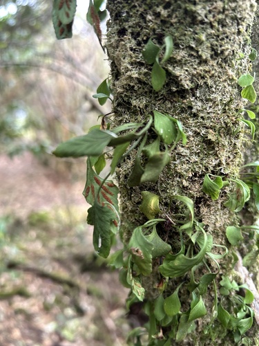 Asplenium trilobum, 2026-09-09