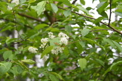 Prunus maackii