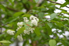 Prunus maackii