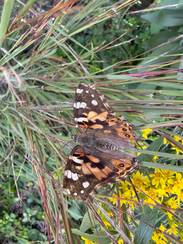 Painted Lady