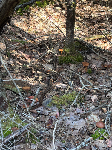 Common Garter Snake