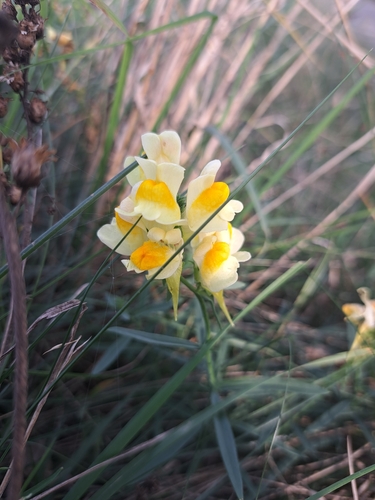 common toadflax