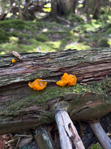 Orange Jelly Spot