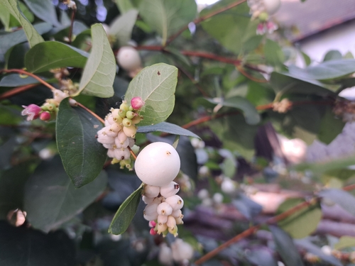 Common Snowberry