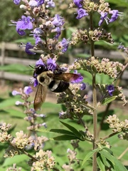 Xylocopa virginica image