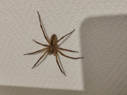 Mediterranean Spiny False Wolf Spider