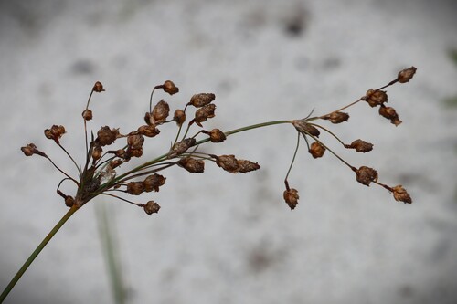 Fimbristylis spadicea observed 2026-10-03