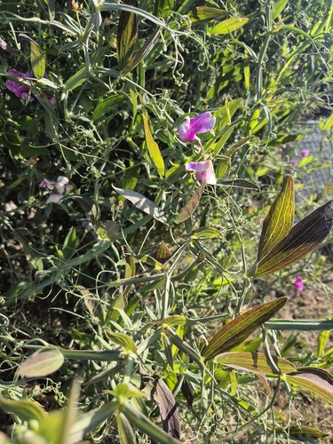 Narrow-leaved Everlasting-pea