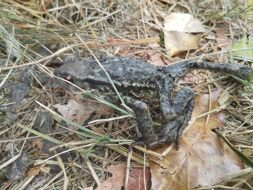 Spiny Toad