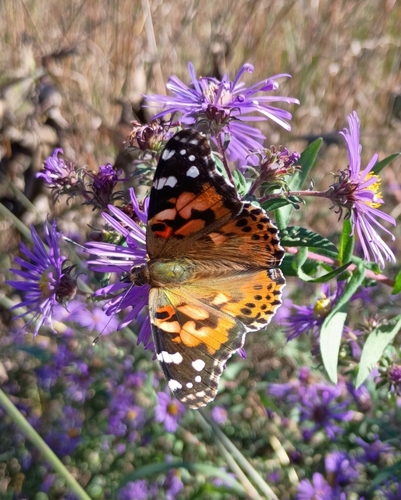 Painted Lady