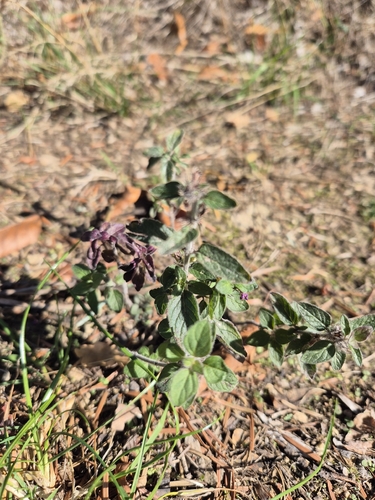 Wild Basil