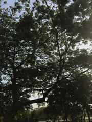 Enterolobium