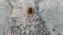 Phidippus arizonensis