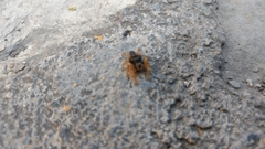 Phidippus arizonensis