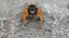 Phidippus arizonensis