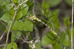 Phanogomphus militaris