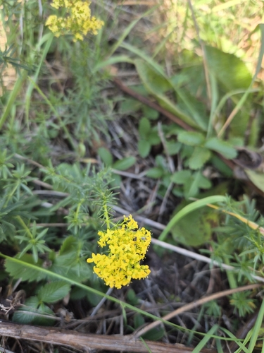 Lady's Bedstraw