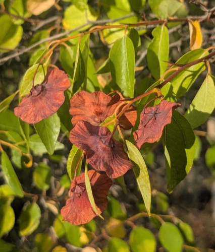 Jerusalem Thorn