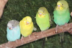 Melopsittacus undulatus