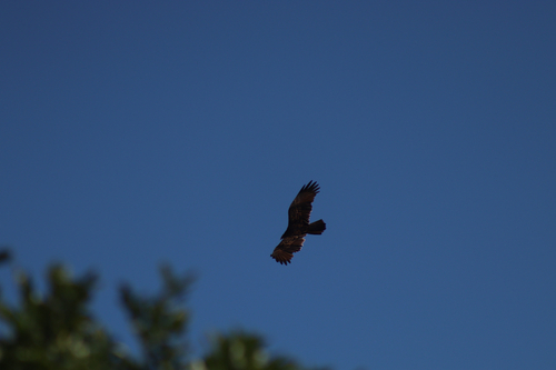Turkey Vulture