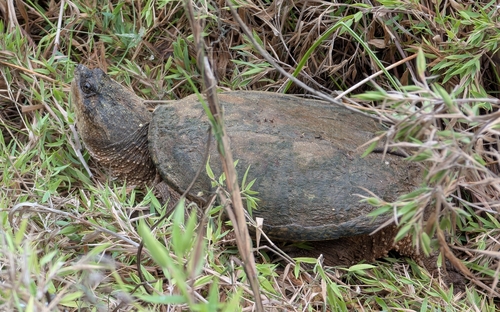 Common Snapping Turtle