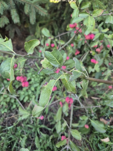 Spindle