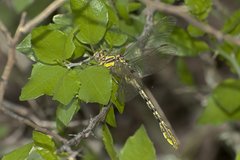 Phanogomphus militaris
