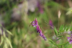 Eucera nigrescens
